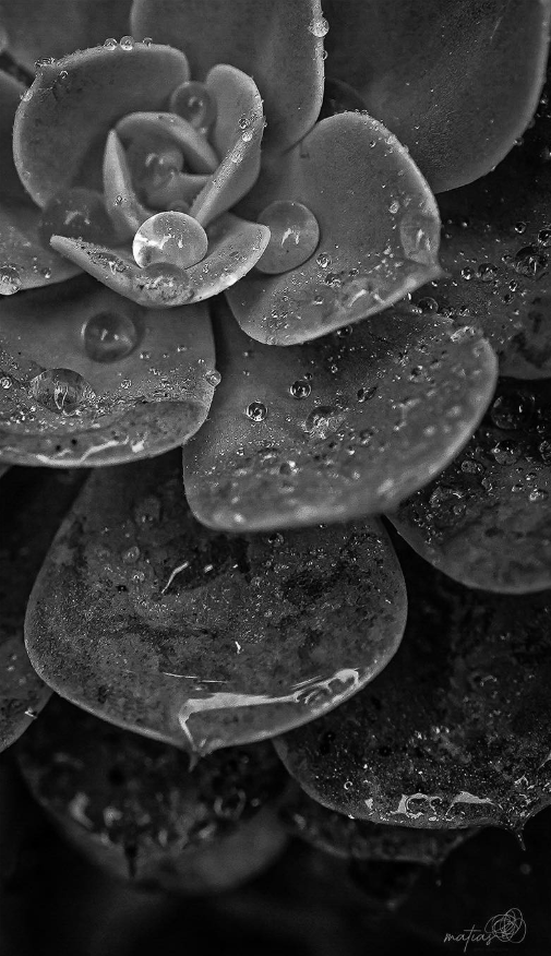 | S U C U L E N T A |