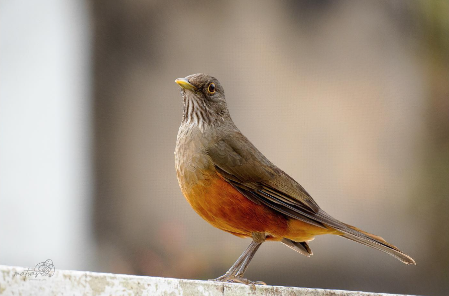 | Z O R Z A L | | Z O R Z A L |